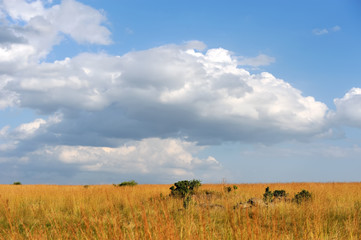 Fototapeta premium Savannah landscape in the National park of Kenya