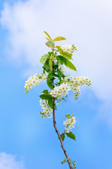 Beautiful bunches of cherry flowers