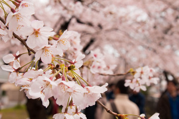 Cherry and cherry blossoms in full bloom