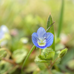 Close up of wild blue spring flowers in meadow
