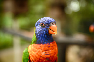 blurred and selective focus image of colorful Rainbow Lorikeet Bird (Trichoglossus haematodus)at Kuala Lumpur Bird Park, Malaysia