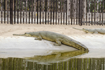 crocodile are semiaquatic and tend to congregate in freshwater h