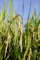 paddy ready for harvest