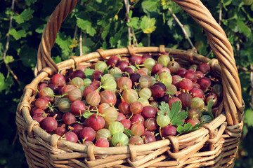 Basket of gooseberries on the background of the Bush.