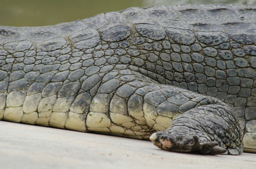crocodile are semiaquatic and tend to congregate in freshwater h