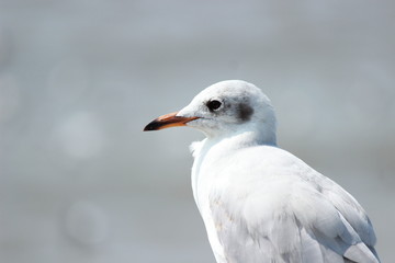 Seagull,side view