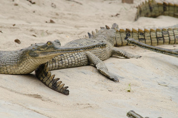 crocodile are semiaquatic and tend to congregate in freshwater h