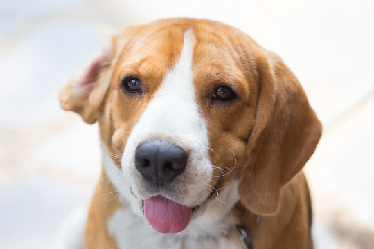 Beagle dog boy looking up