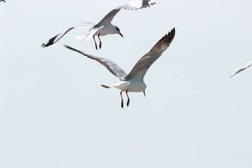 On the sky