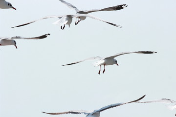 Seagulls on sky