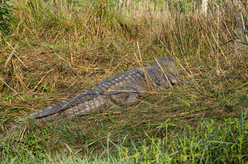 crocodile are semiaquatic and tend to congregate in freshwater h