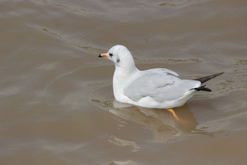 Seagull