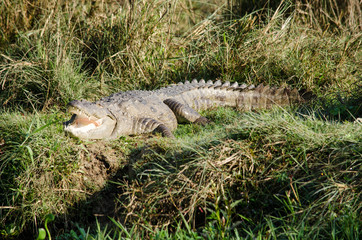 crocodile are semiaquatic and tend to congregate in freshwater h