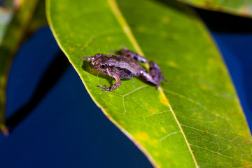 Microhyla achatina - Javan Chorus - Frog