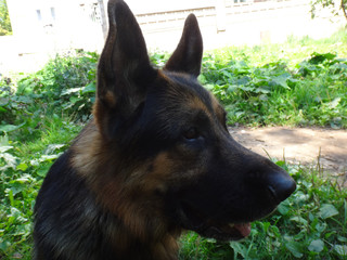 German shepherd dog in sunny day in field