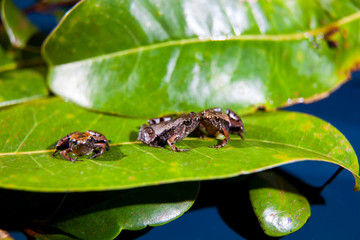 Microhyla achatina - Javan Chorus-Frog