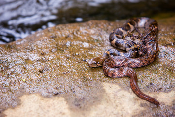 Xenochrophis asperrimus - Boulenger's keelback snake