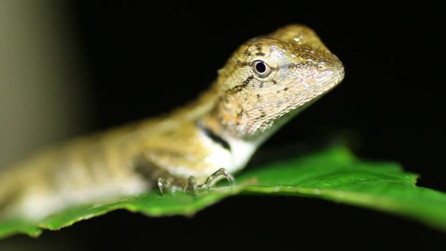 Oriental garden lizard Calotes versicolor nights
