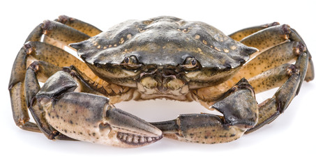 Carcinus maenas -edible alive crab.