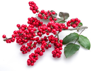 European Holly (Ilex) leaves and fruit on a white background.