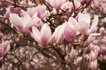 Door stickers Magnolia magnolia en fleurs