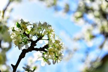 erik ağacı çiçekleri