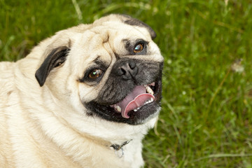 laughing pug