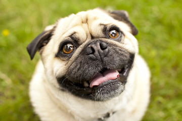 Obraz premium smiling happy pug