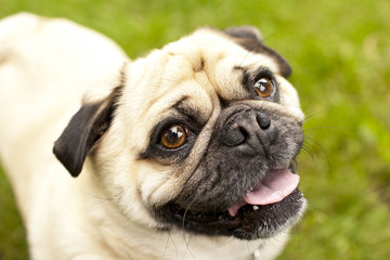 Obraz premium pug close-up