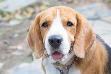 Beagle dog boy looking up