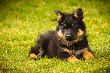 Chodian dog puppy - Czech national breed