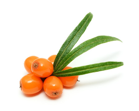 Sea Buckthorn Berries Branch