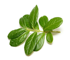 Cowberry branch isolated on white background