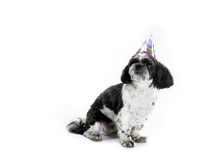 shih poo with birthday hat