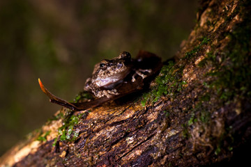Pseudophilautus - Shrub frog in natural habitat - Sinharaja rainforest, Sri Lanka