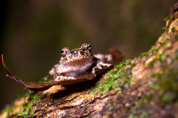 Pseudophilautus - Shrub frog in natural habitat - Sinharaja rainforest, Sri Lanka