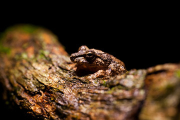 Pseudophilautus - Shrub frog in natural habitat - Sinharaja rainforest, Sri Lanka