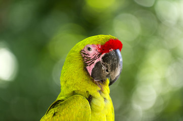 Green parrot outdoor