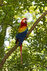 Ara parrot on tree