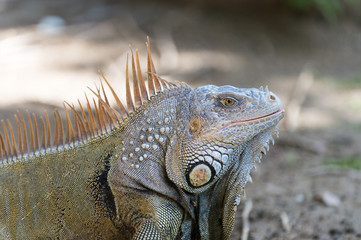 Obraz premium Big turtle iguana lizard