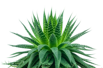 Aloe plant on white background - obrazy, fototapety, plakaty