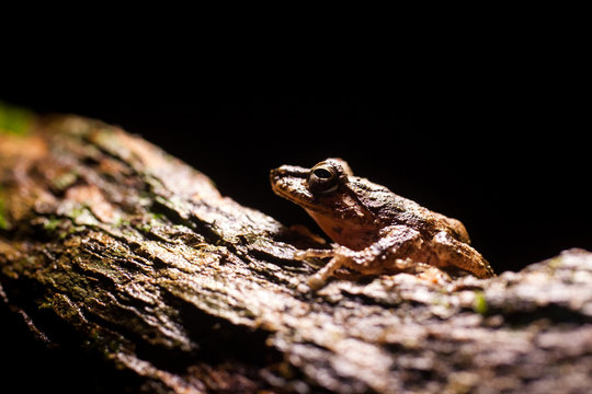 Pseudophilautus - Shrub frog in natural habitat - Sinharaja rainforest, Sri Lanka