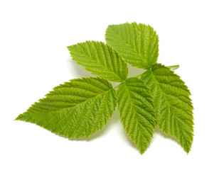 Raspberry leaf isolated on white background