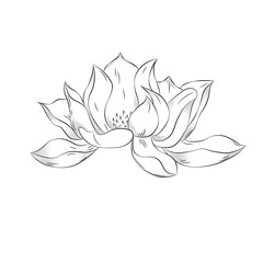 Lotus flower. Hand drawn illustration with stipple effect. Vinta