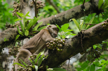 Assam macaque on the tree
