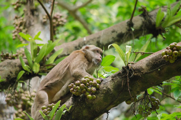 Assam macaque on the tree