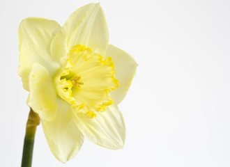 Pale yellow daffodil on white