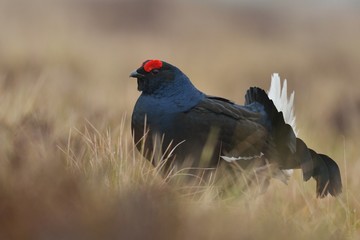 black grouse