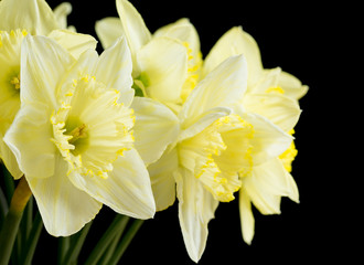 Bunch of pale yellow daffodils on black