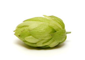Hop cone isolated on white background